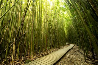Wooden walkway through bamboo forest