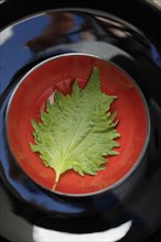Shiso leaf in red bowl