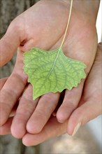 Caucasian woman holding small green leaf