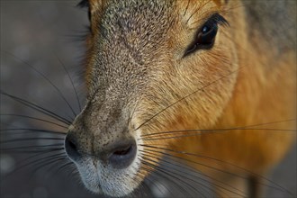 Close up of nose of capybara