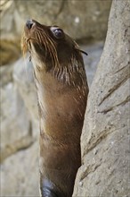 Seal peering from behind rock