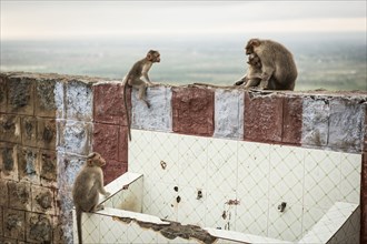 Monkeys climbing on dilapidated rock wall