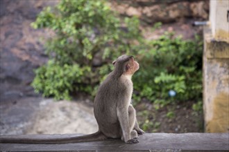 Monkey relaxing on rock wall