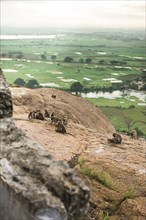 Monkeys climbing rock cliff in rural landscape
