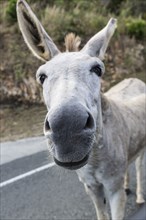 Close up of nose of donkey