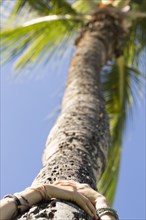 Low angle view of hands of Caucasian woman hugging palm tree