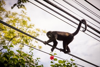 Monkey climbing on wires