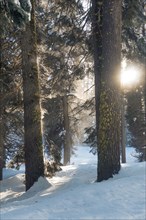 Trees in sunny winter forest