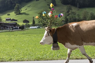 Cow walking on road wearing flowers and bell
