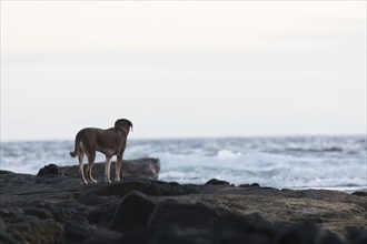 Dog standing on rocks near ocean