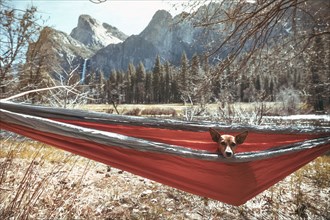 Dog sitting in hammock near mountains