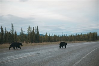 Bears crossing road