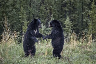 Bears standing in the forest