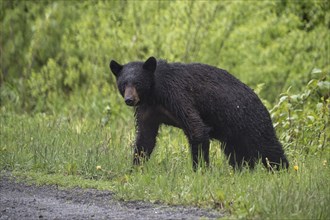 Wet bear standing in grass