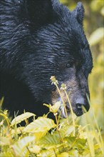 Close up of face of wet bear eating foliage