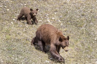 Bear and cub walking on grass