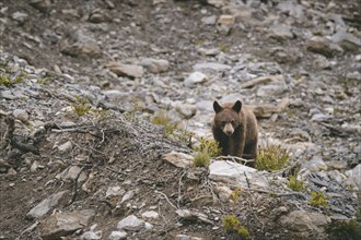 Bear climbing on rocks