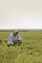 African American farmer looking at crops in field