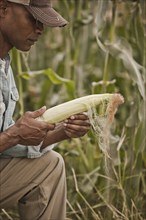 African American farmer tending corn crop
