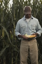 African American farmer looking at corn crop