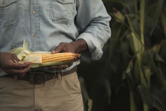 African American farmer looking at corn crop