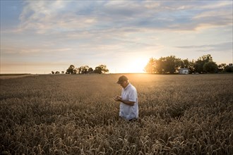 Caucasian man examining wheat in field