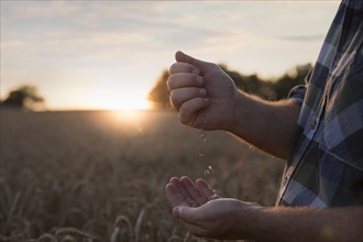 Hands of Caucasian man examining wheat in field