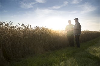 Caucasian men talking near field of wheat