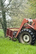 Tractor harvesting fruit in orchard
