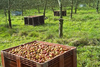 Barrels of fruit in orchard