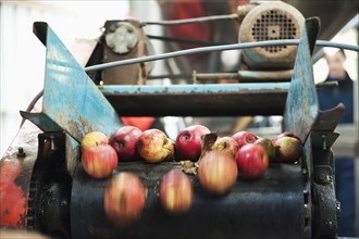 Apples being processed on conveyor belt