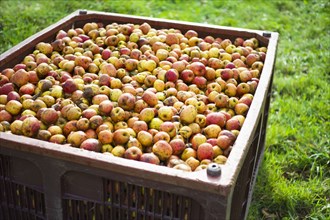 Wooden crate of apples in field