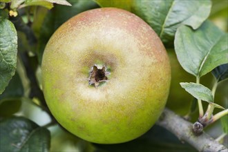 Close up of apple growing on tree