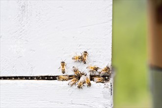 Close up of bees on white surface