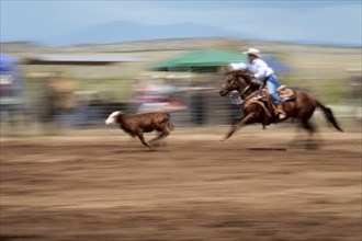 Cowgirl chasing calf in rodeo
