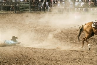 Horse dragging cowboy by rope in rodeo