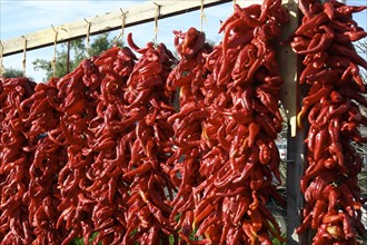 Dried red peppers hanging outdoors