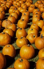 Large group of pumpkins