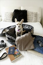Dog sitting in suitcase on bed