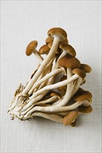 Cluster of wild mushrooms