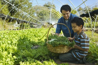 Multi-ethnic father and son harvesting organic produce