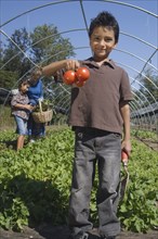 Hispanic boy holding organic tomatoes