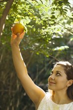Mixed race woman picking peach from tree