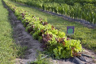 Lettuce plants in bed at farm
