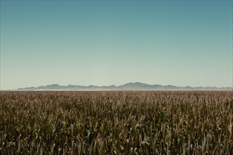 Field of corn in rural landscape