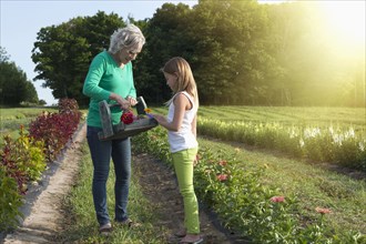 Caucasian grandmother and granddaughter picking flowers on farm