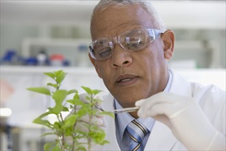 African scientist performing analysis in laboratory on plant