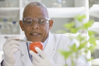 African scientist performing analysis in laboratory on tomato