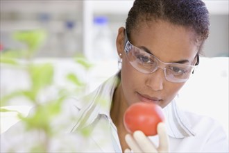 African scientist performing analysis in laboratory on tomato