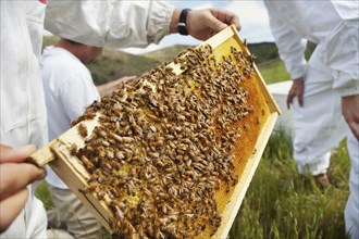 Beekeepers checking frame covered in bees